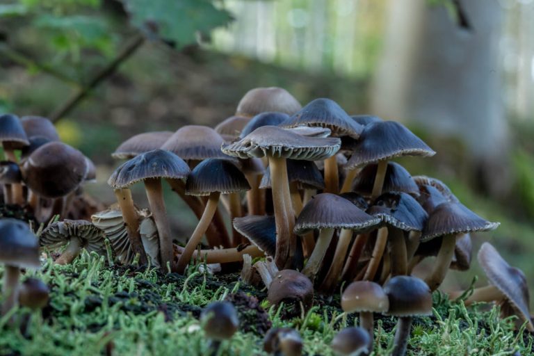 Fishing Hut Woods-4207