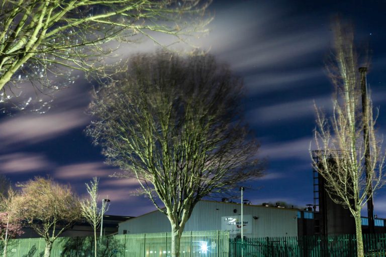 Read more about the article Walkabout Storm Trees